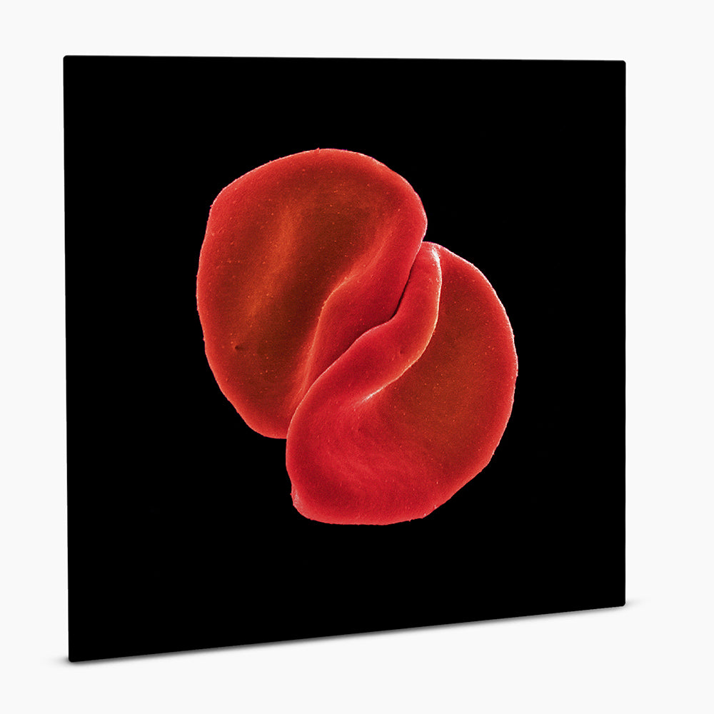 Scratch My Back Vinyl