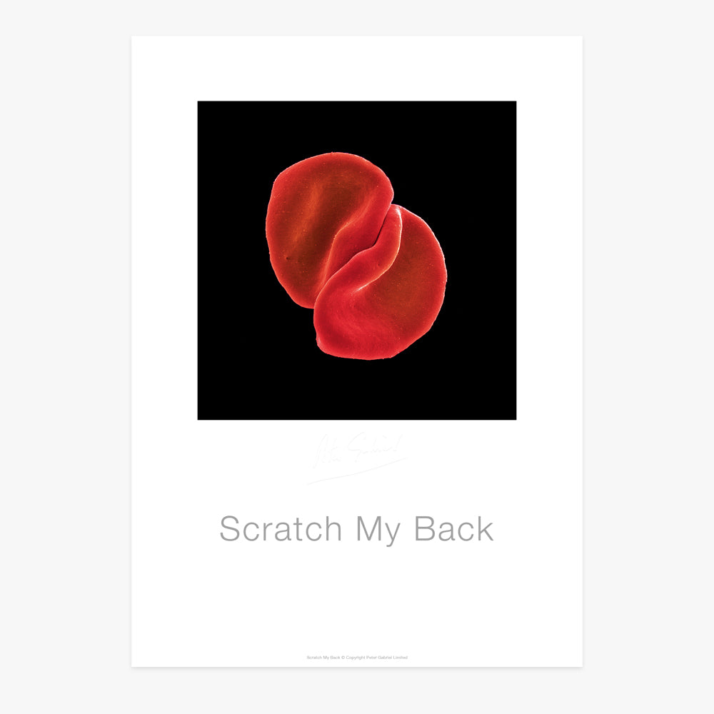Scratch My Back - Poster